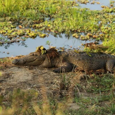 Yala Safari with Drop at Tangalle/ Hiriketiya/ Mirissa