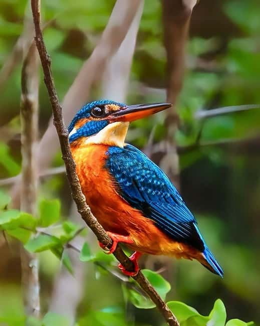 Ella: Yala Safari with Drop at Tangalle/ Hiriketiya/ Mirissa - Is the price really good value?