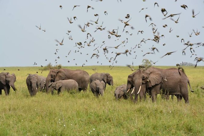 Embark on a 5-day camping safari adventure. - Why this five-day route works