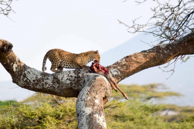 Embark on a 5-day camping safari adventure. - Day 3: A full day around Seronera