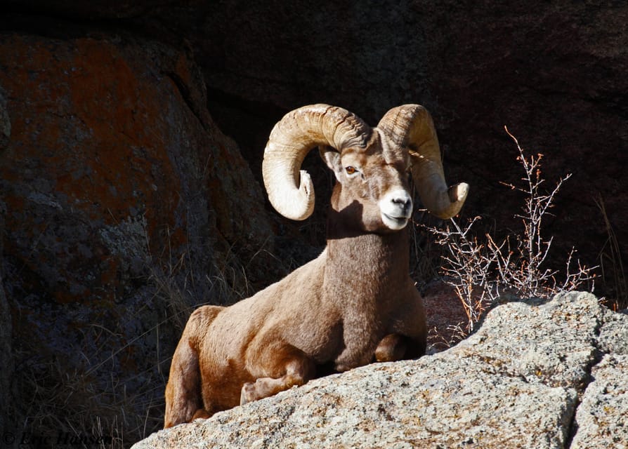 Estes Park: Rocky Mountain National Park Safari Tour - Key points at a glance