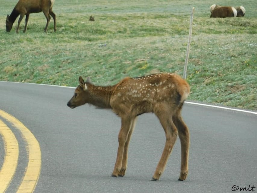 Estes Park: Rocky Mountain National Park Safari Tour - Who should book this Rocky Mountain National Park tour?