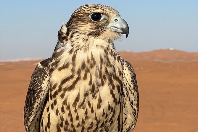 Evening Desert Safari Camel Ride Dinner Live Shows in Abu Dhabi - BBQ dinner beneath the night sky