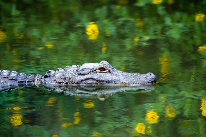 Everglades Airboat Safari Adventure with Transportation - The important park-name distinction