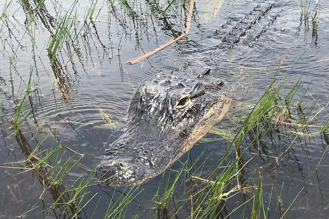 Everglades Airboat Safari Adventure with Transportation - Free time, exhibits, and the alligator show