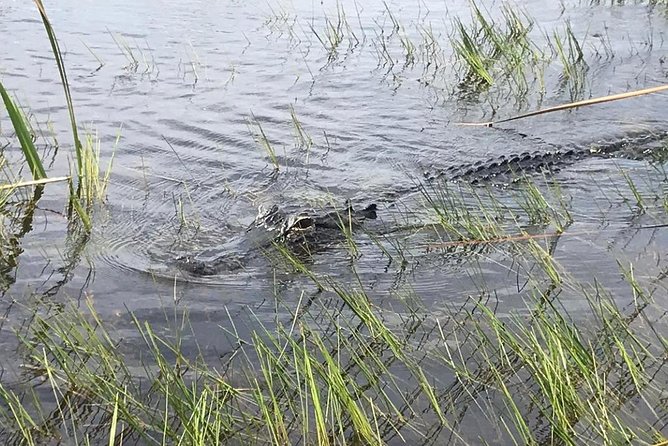Everglades Airboat Safari Adventure with Transportation - How to prepare for a smoother day