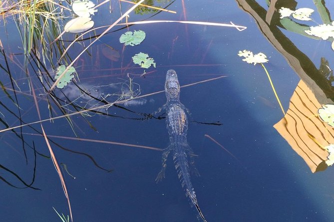 Everglades Airboat Safari Adventure with Transportation - From Lincoln Road to the marsh