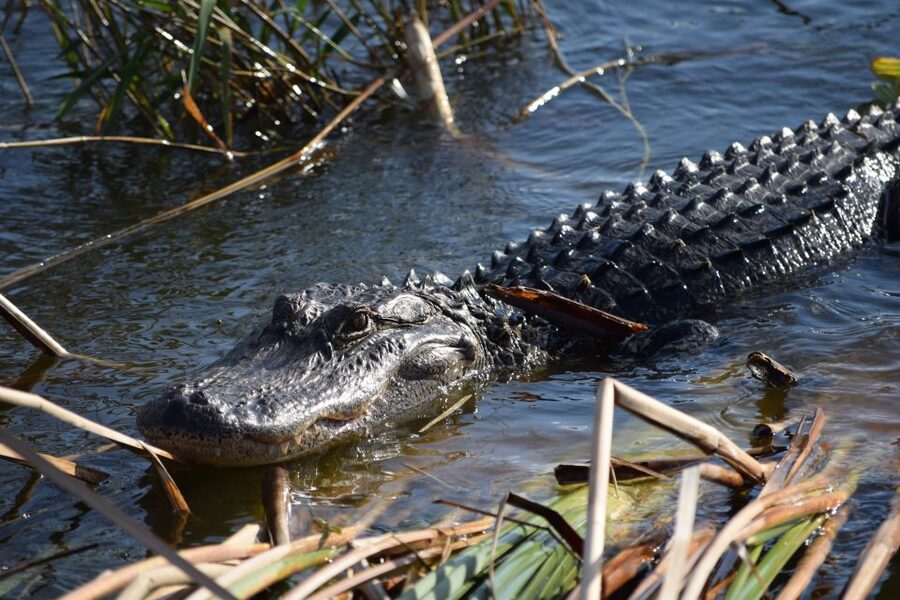 Everglades Day Safari from Fort Lauderdale - Why this safari gives you more than an airboat ride