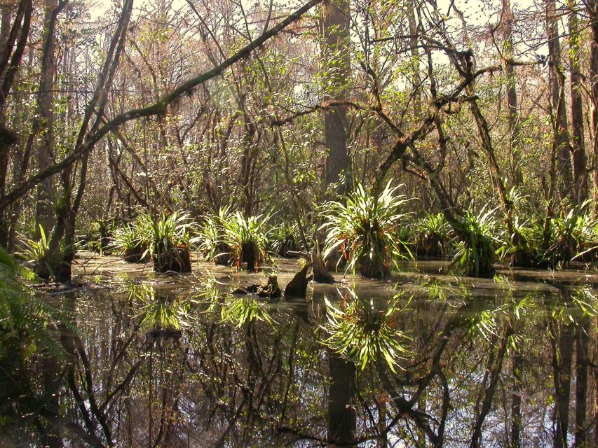 Everglades Day Safari from Fort Lauderdale - A short walk through Big Cypress
