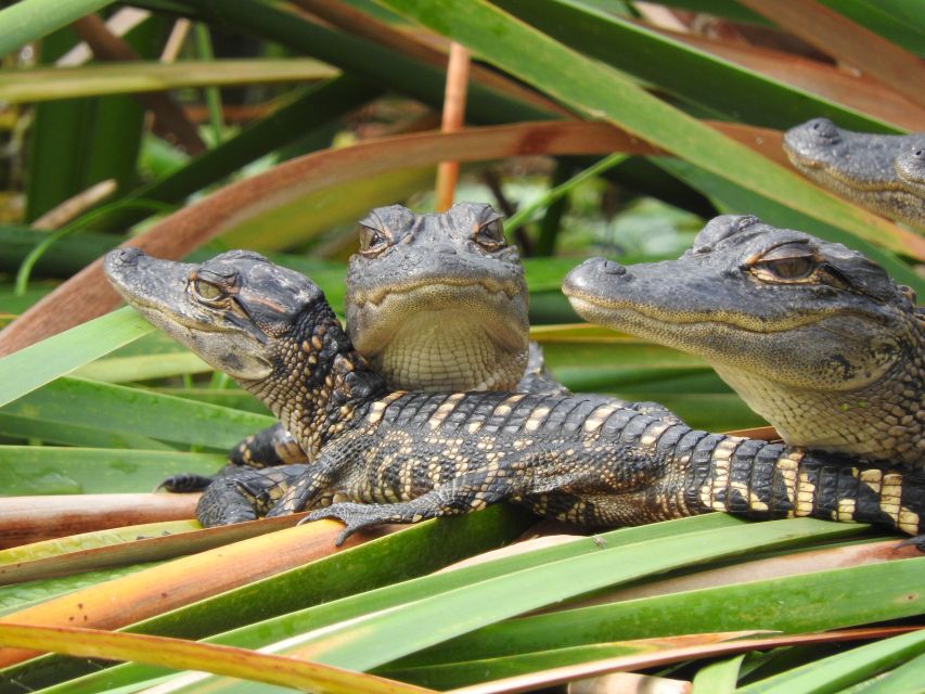 Everglades Day Safari from Fort Lauderdale - A waterside lunch in the middle of the day