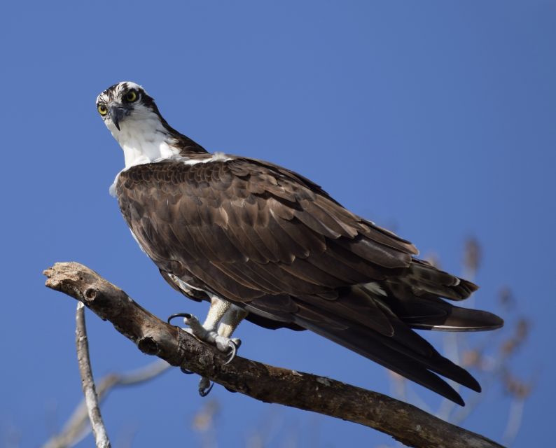 Everglades Day Safari from Fort Lauderdale - Chokoloskee and the local side of the Everglades