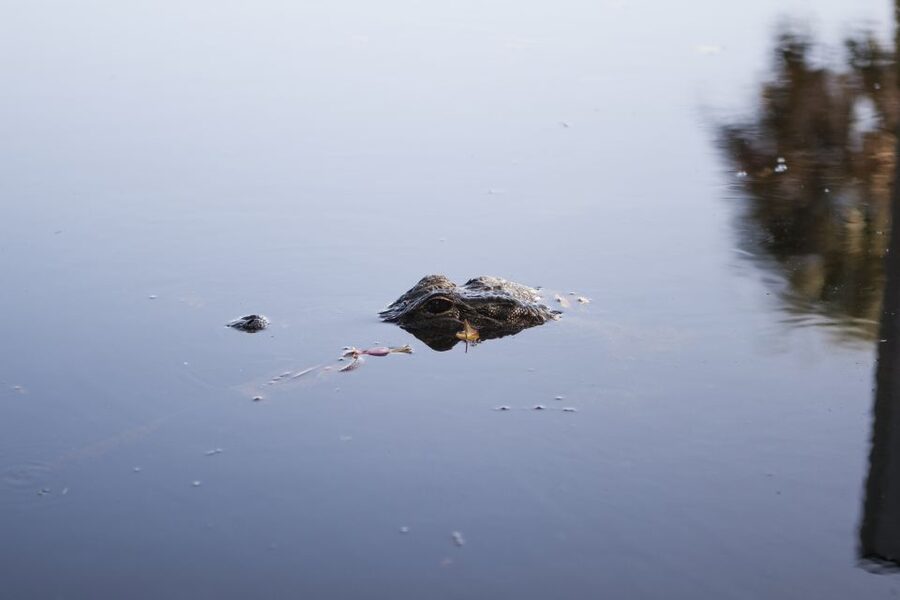 Everglades Day Safari from Fort Lauderdale - Starting from Fort Lauderdale at 7:15 or 7:45
