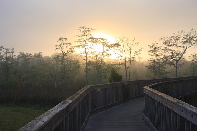 Everglades Day Safari from Fort Myers/Naples Area - Walking among ancient cypress trees