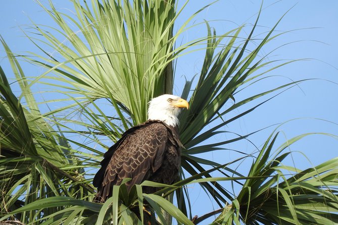 Everglades Day Safari from Fort Myers/Naples Area - Lunch at Island Cafe in Everglades City