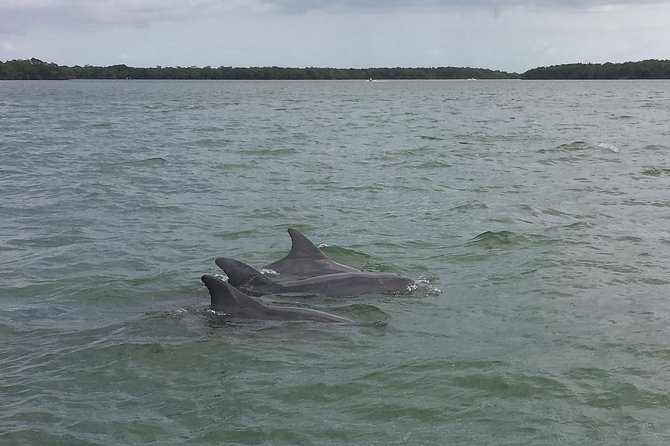 Everglades Day Safari from Fort Myers/Naples Area - The Ten Thousand Islands by boat