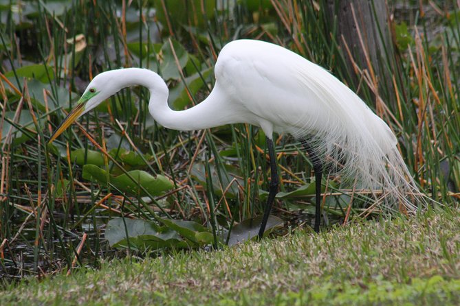 Everglades Day Safari from Fort Myers/Naples Area - A short look at Smallwood Store