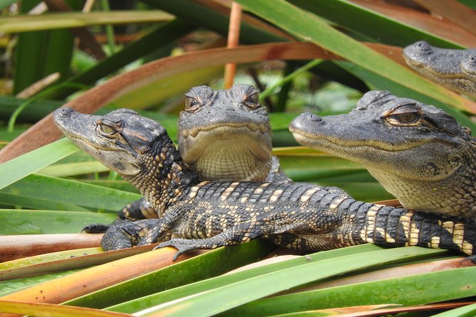 Everglades Day Safari from Fort Myers/Naples Area - Guides make a large difference