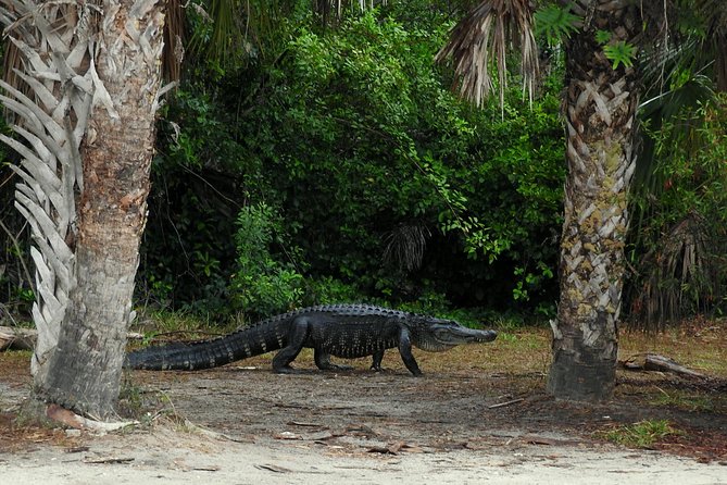 Everglades Day Safari from Ft Lauderdale - Lunch in Everglades Country