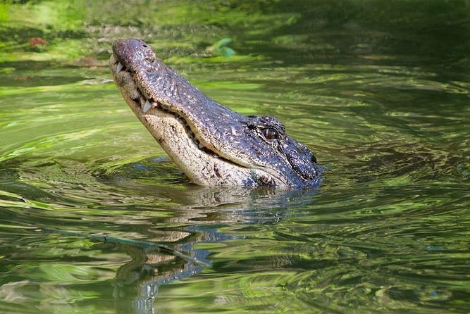 Everglades Day Safari from Ft Lauderdale - Smallwood Store and the Human Side of the Swamp