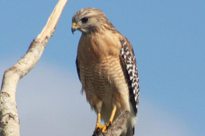 Everglades Day Safari from Ft Lauderdale - The Ten Thousand Islands Boat Cruise