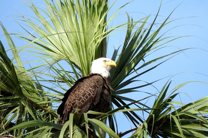 Everglades Day Safari from Ft Lauderdale - Guides, Group Size, and the Pace of the Day