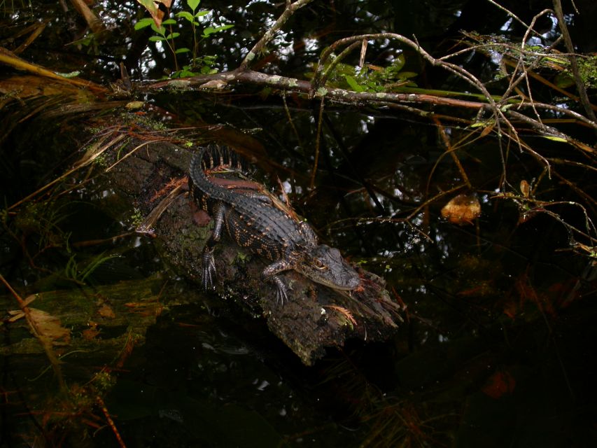 Everglades Day Safari from Sanibel, Fort Myers & Naples - Who will enjoy this day most
