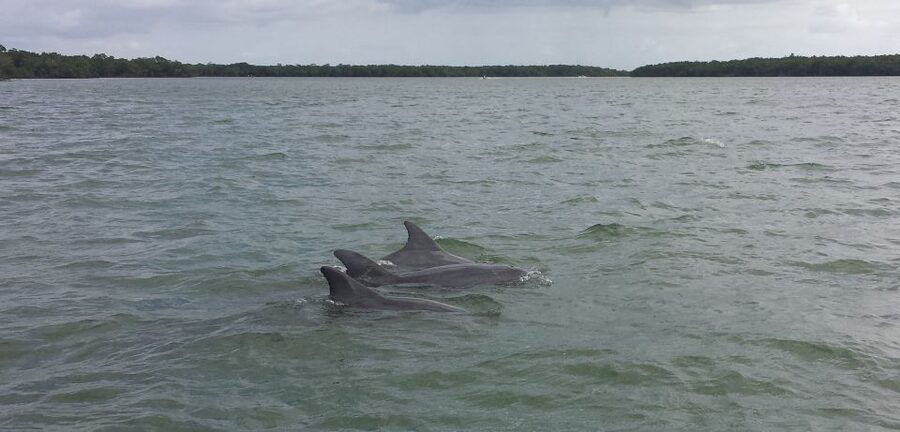 Everglades Day Safari from Sanibel, Fort Myers & Naples - Why this safari gives you a fuller view of the Everglades