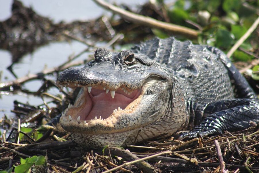 Everglades Day Safari from Sanibel, Fort Myers & Naples - Lake Trafford by airboat, with speed and wildlife