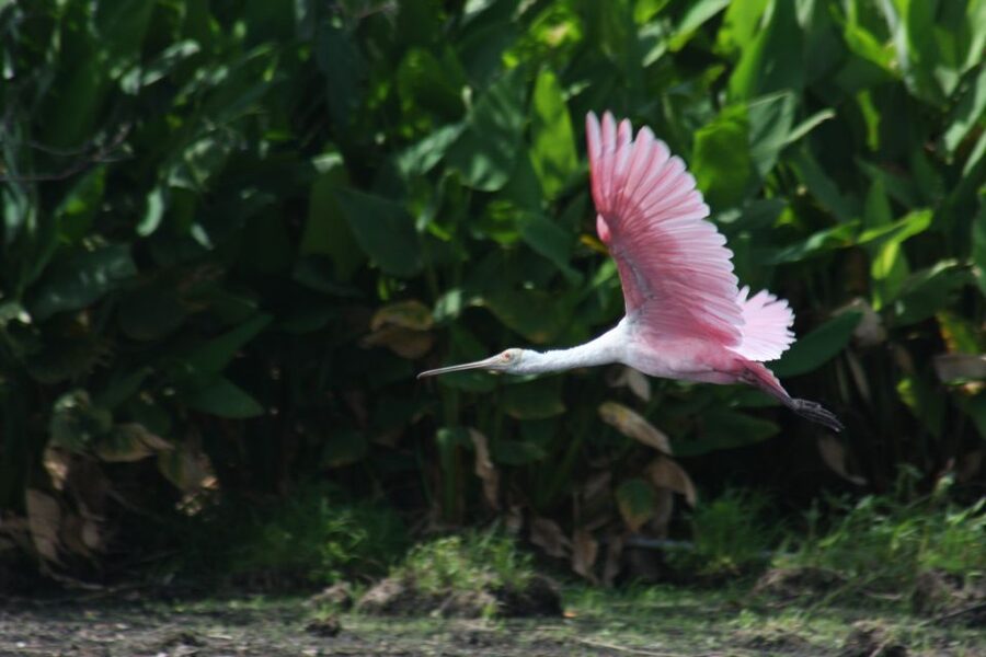 Everglades Day Safari from Sanibel, Fort Myers & Naples - Lunch in Everglades City, not a rushed roadside stop