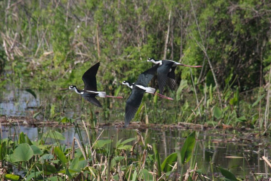 Everglades Day Safari from Sanibel, Fort Myers & Naples - Smallwood’s Store Museum and the old Everglades
