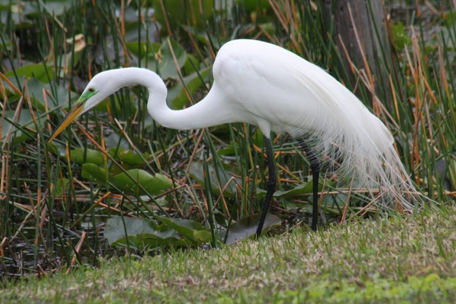 Everglades Day Safari from Sanibel, Fort Myers & Naples - The Everglades National Park boat cruise