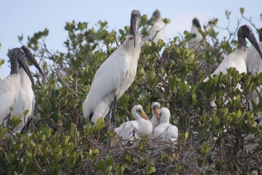 Everglades Day Safari from Sanibel, Fort Myers & Naples - The CREW Marsh Trail, where the water story starts