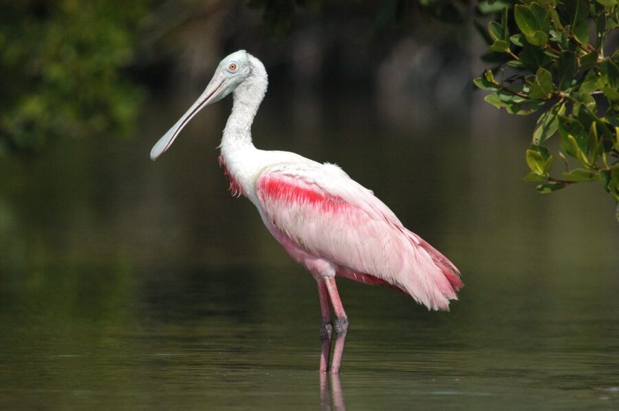 Everglades National Park: Private 2.5-Hour Photo Safari - Why this private Everglades boat trip works for photographers
