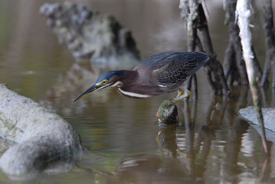 Everglades National Park: Private 2.5-Hour Photo Safari - What you might see on the water
