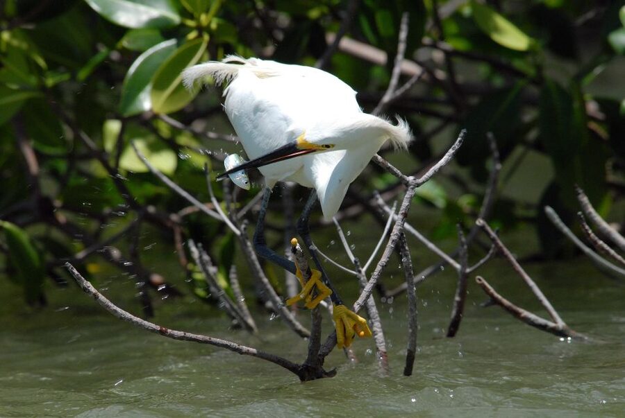Everglades National Park: Private 2.5-Hour Photo Safari - The main limitation: nature sets the schedule