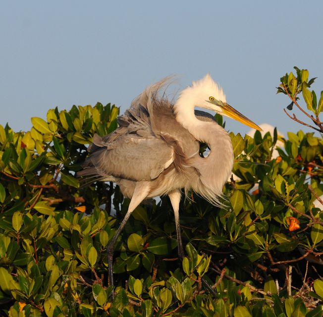 Everglades National Park: Private 2.5-Hour Photo Safari - The 2.5-hour route, from bird roost to open water