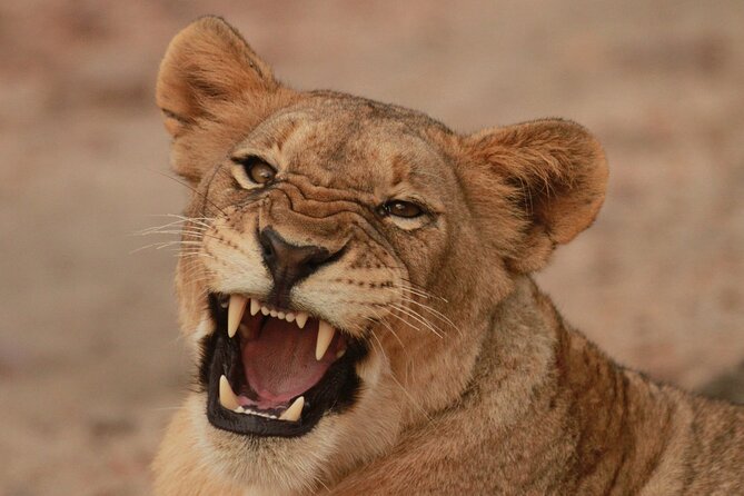 Exclusive Morning Game Drive Safari near Hoedspruit - Key things to know before you book