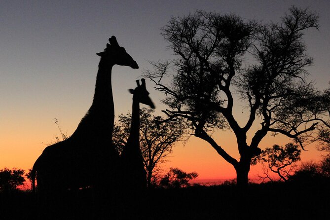 Exclusive Morning Game Drive Safari near Hoedspruit - Why the 5:30 am start matters