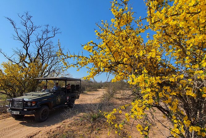 Exclusive Morning Game Drive Safari near Hoedspruit - Wildlife sightings: exciting, but never guaranteed
