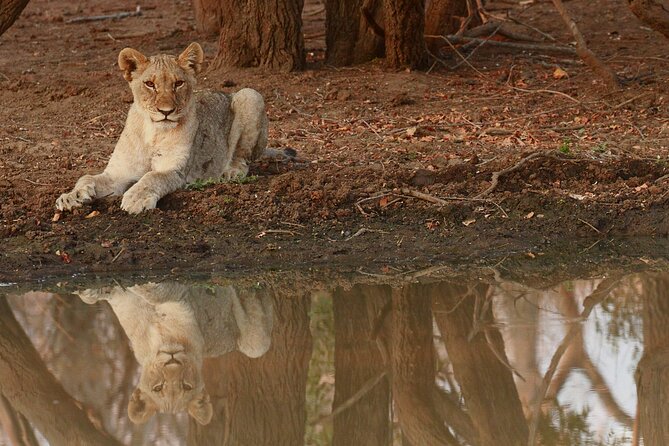 Exclusive Morning Game Drive Safari near Hoedspruit - Coffee, rusks, and a useful pause