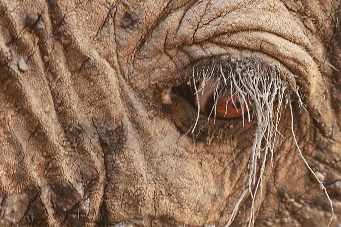 Exclusive Morning Game Drive Safari near Hoedspruit - Is $112.20 good value?