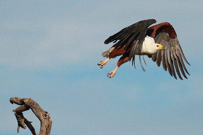 Exclusive Morning Game Drive Safari near Hoedspruit - Who will enjoy this safari most?