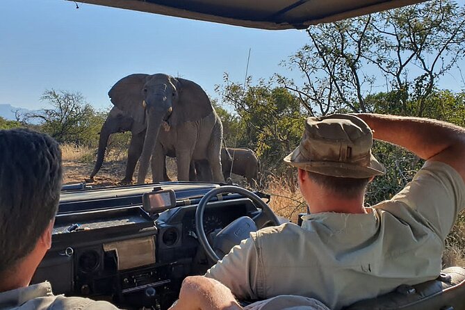 Exclusive Morning Game Drive Safari near Hoedspruit - What your guide adds to the drive
