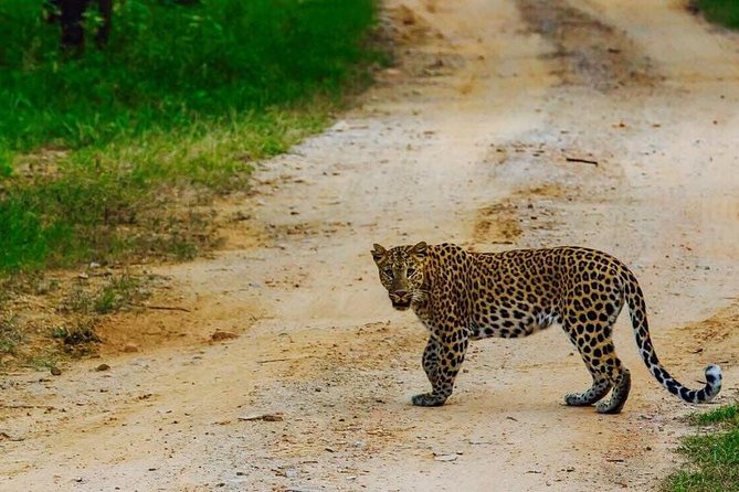 Exclusive Safari at Jhalana Leopard Park Including Transfers - Key points to know before booking