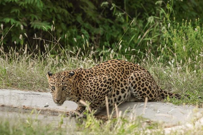 Exclusive Safari at Jhalana Leopard Park Including Transfers - A short trip from Jaipur to Jhalana