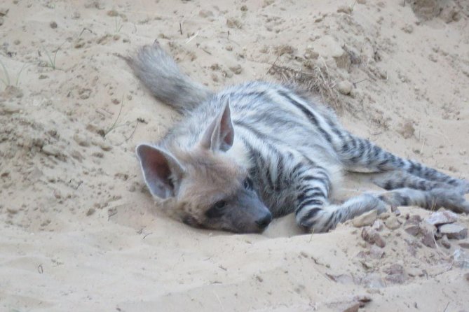 Exclusive Safari at Jhalana Leopard Park Including Transfers - What you may see from the Jeep