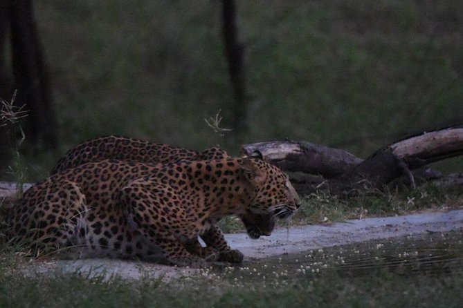 Exclusive Safari at Jhalana Leopard Park Including Transfers - Why the two departure times matter