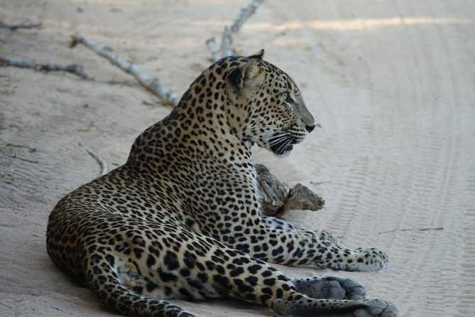 Exclusive Safari at Jhalana Leopard Park Including Transfers - Is $162 per person good value?