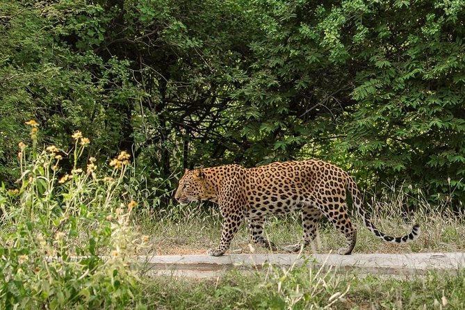 Exclusive Safari at Jhalana Leopard Park Including Transfers - Who will enjoy this safari most?