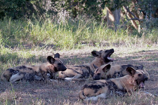 Exclusive Sunset Game Drive Safari near Hoedspruit - Sunset wildlife on a private reserve